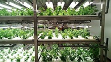 Vertical farming